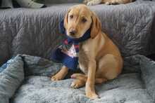 BINO, Hund, Mischlingshund in Rumänien