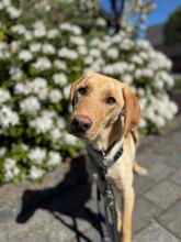 BINO, Hund, Mischlingshund in Stockhausen-Illfurth