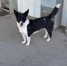 MALIA, Hund, Mischlingshund in Portugal