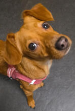 FINI, Hund, Dackel-Mix in Mönchengladbach