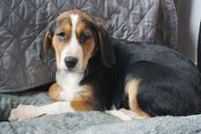 BOMI, Hund, Mischlingshund in Rumänien