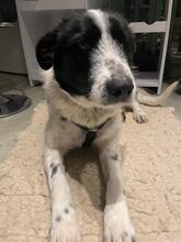 EVIE, Hund, Mischlingshund in Lennestadt