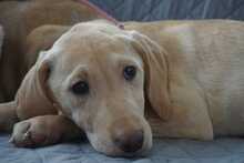 NEMI, Hund, Mischlingshund in Rumänien