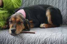 PELI, Hund, Mischlingshund in Rumänien