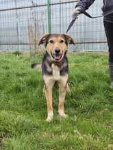 GRACY, Hund, Mischlingshund in Urbach