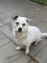 DOMI, Hund, Mischlingshund in Gelsenkirchen