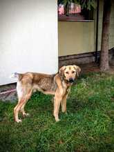 SKY, Hund, Mischlingshund in Rumänien