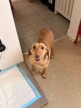 JEANNY, Hund, Mischlingshund in Groß-Gerau