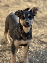 ELVIN, Hund, Mischlingshund in Rumänien