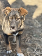 JORIN, Hund, Mischlingshund in Rumänien