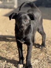 LEVKE, Hund, Mischlingshund in Rumänien