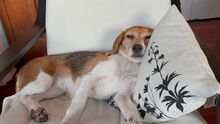 PAULA, Hund, Beagle in Mannheim