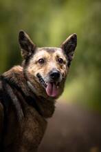 ILVY, Hund, Deutscher Schäferhund in Lahstedt