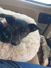 HOLLY, Hund, Mischlingshund in Borna