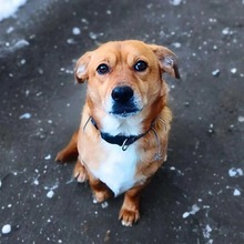 MILO, Hund, Mischlingshund in Wald