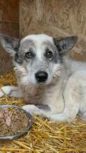 AKITO, Hund, Mischlingshund in Rumänien