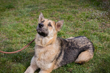 IRIS, Hund, Deutscher Schäferhund-Mix in Kroatien
