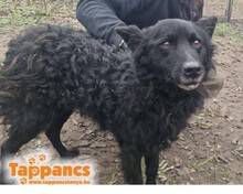 LUCIFERCSIPESZ, Hund, Mudi in Bietigheim-Bissingen