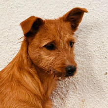 ESPE, Hund, Mischlingshund in Spanien