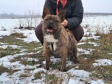 DJANGO, Hund, Border Terrier-Mix in Ungarn