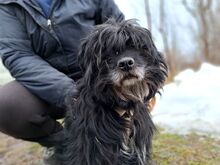 BOGANCS, Hund, Puli-Mix in Ungarn