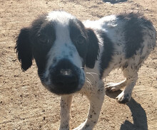 LISSY, Hund, Mischlingshund in Griechenland