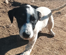 APOLLO, Hund, Mischlingshund in Griechenland