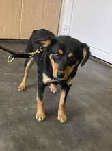AFONYA, Hund, Mischlingshund in Ungarn