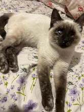 ELSA, Katze, Siamkatze in Rumänien