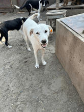 KIRA, Hund, Mischlingshund in Rumänien