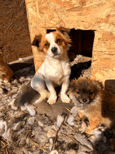 FIBI, Hund, Mischlingshund in Rumänien