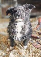 SNOOPY, Hund, Mischlingshund in Rumänien