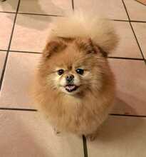 POLLICLESS, Hund, Pomeranian in Wagenfeld