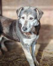 ROSA, Hund, Mischlingshund in Rumänien