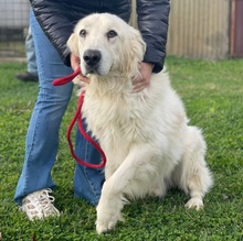 ZAMPA, Hund, Maremmano Golden Retriever Mischling in Italien