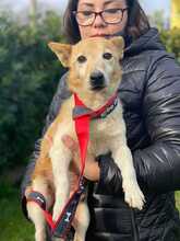 CHUCKY, Hund, Jack Russel Terrier Mischling in Italien