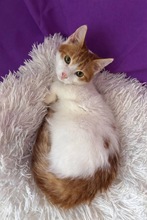 RUSTY, Katze, Hauskatze in Zypern