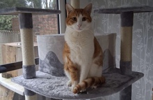 SUNNY, Katze, Hauskatze in Belgien