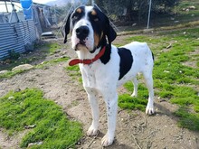 GARY, Hund, Englischer Pointer-Mix in Spanien