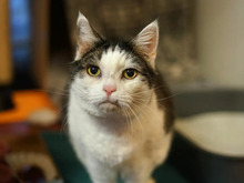 SUNNY, Katze, Europäisch Kurzhaar in Hamburg