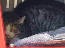 MAOMAO, Katze, Europäisch Kurzhaar in Hamburg