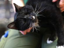 FREDO, Katze, Europäisch Kurzhaar in Hamburg