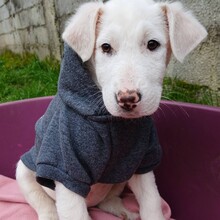 NOVA, Hund, Mischlingshund in Griechenland