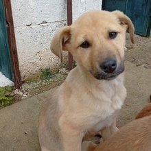 SOLEA, Hund, Mischlingshund in Griechenland