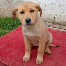 MELIA, Hund, Mischlingshund in Griechenland