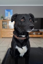 CHARLY, Hund, Mischlingshund in Fockbek