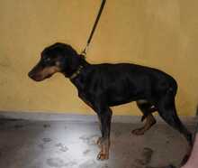 LARISSA, Hund, Dobermann in Ungarn