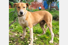 NEKO, Hund, Podenco-Mix in Spanien