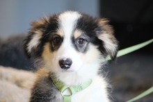 EYRIN, Hund, Mischlingshund in Hagen