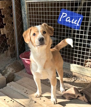 PAUL, Hund, Mischlingshund in Waldsee